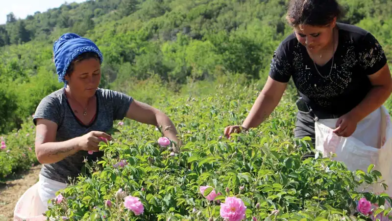 Zirai Don Rüzgarları: Tohumlar Yok Oluyor, Çiftçiler Zor Durumda