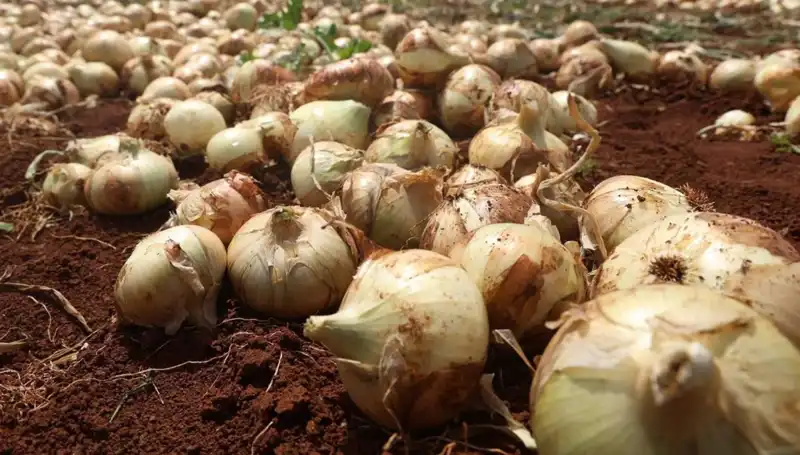 Hatay’da Soğan Hasadı Başladı: Çiftçiler Yüzde 100 Rekolteyle Sevinçte!