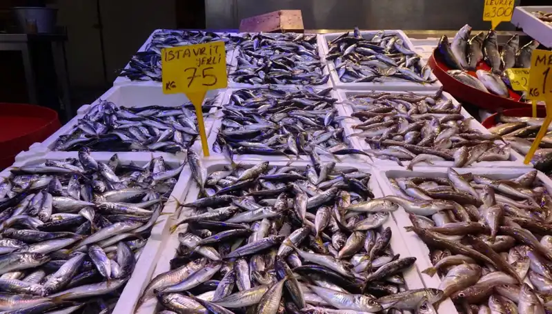 Balık Sezonu Sona Eriyor: Bu Yıl Ki Avcılığın Sonuçları Neler?