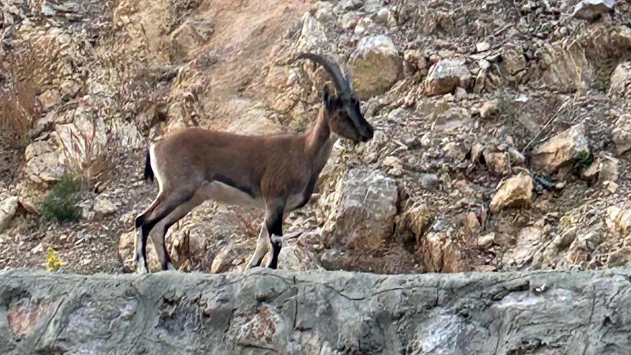 Yaban keçisini avlayan kişiye ağır ceza verildi!