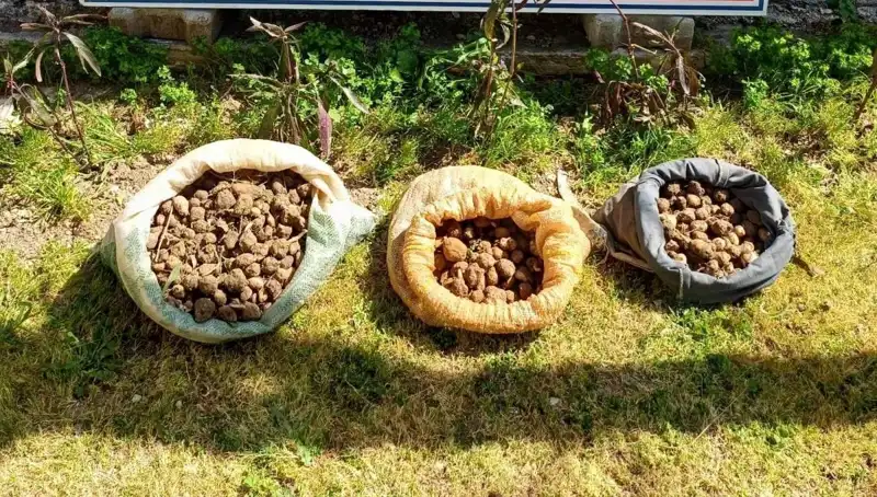 Salep Operasyonu: 10 Kilo Salep ile Yakalanan Şahısların İfadesi Dikkat Çekti