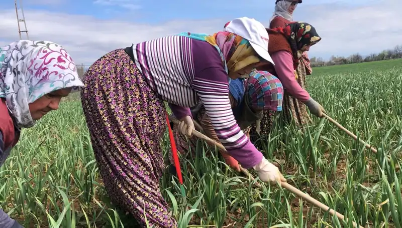 Beyaz Altın Nedir? Faydaları ve Dünya Çapında Yükselişi