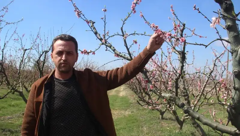 Kışın Şiddetli Soğukları, Çiçek Açan Ağaçları Vurdu