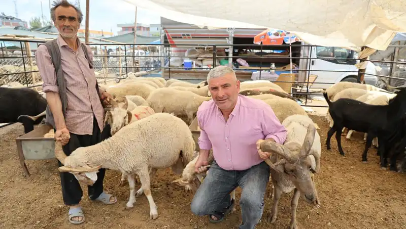 Kurban Pazarında Büyüleyici İlgi: Dört Boynuzlu Koçlar Neden Tercih Ediliyor?