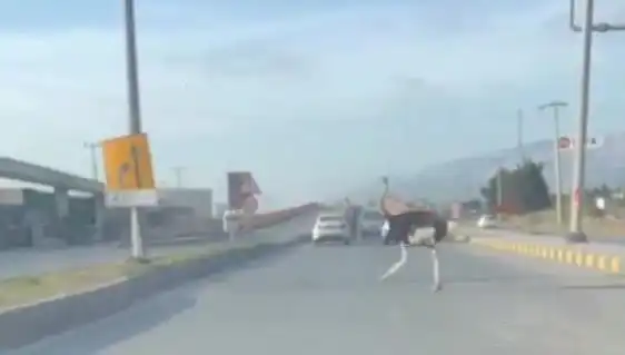 Hatay'da Yolda Deve Kuşu Görüntülendi, O Anlar Sosyal Medyada Viral Oldu