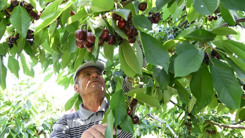 Lapseki’nin Dev Karpuzu: Çay Bardağına Sığmayan Şaşırtıcı Boyut