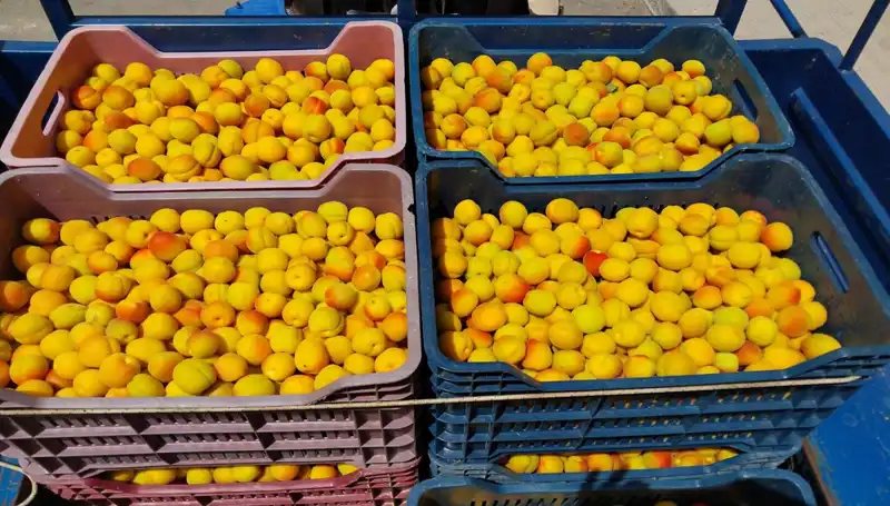 İlk Hasat Heyecanı: Çiftçiler 500 TL'den Satış Yaptı!