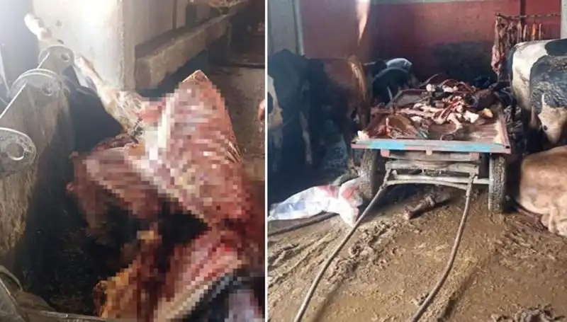 Adana'da Şok: 2,5 Ton At Eti Ele Geçirildi!