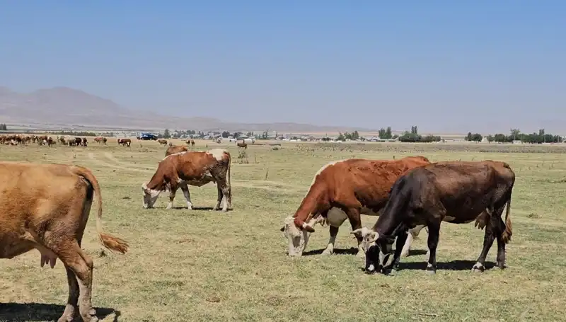 Arin Gölü'nün Kuruması: Yerel Ekosistemi Tehdit Eden Su Krizi