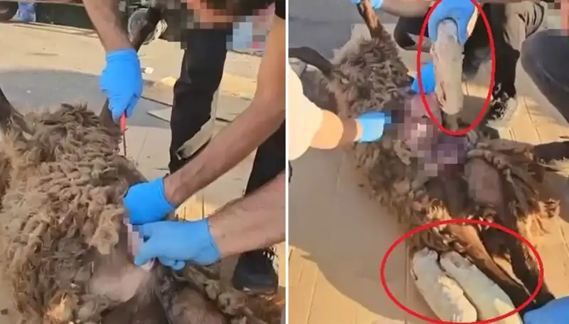 Ölü Koyunun Karnında Bulunan Zehirler, Polisi Şoke Etti!