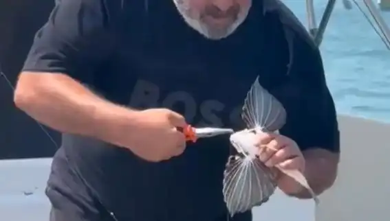 Saros'ta Yakalanan Nadir Kırlangıç Balığı: Doğa Tutkunları İçin Heyecan Verici Bir Keşif